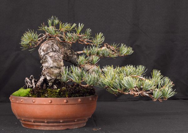 Japanese White Pine 7" Tall Bonsai