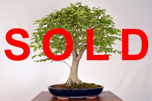 Zelkova 20" Tall Bonsai