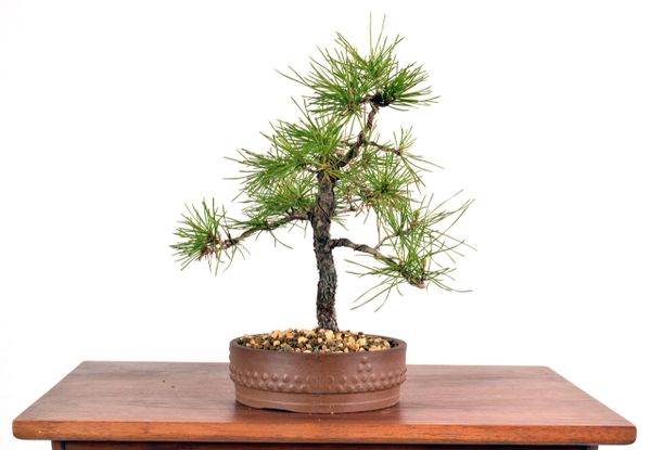 Black Pine 10" Tall Bonsai
