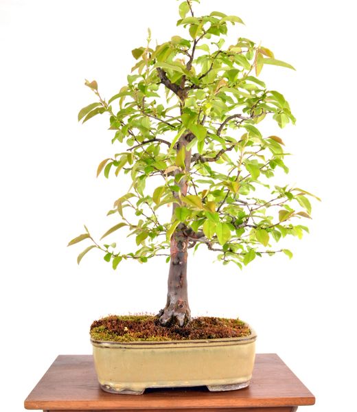Chinese Quince 23" Tall Bonsai