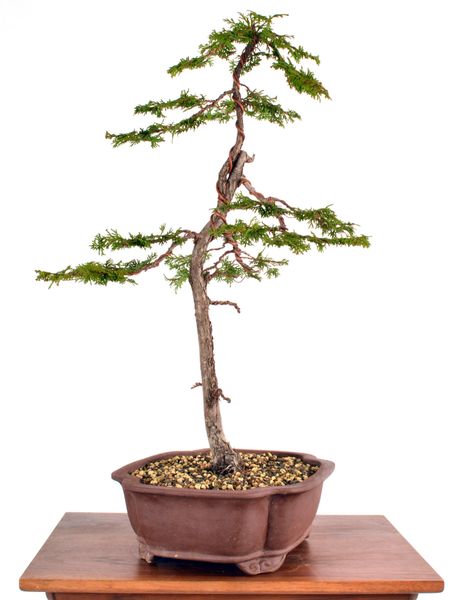 Hinoki Cypress 22 1/2" Tall Bonsai