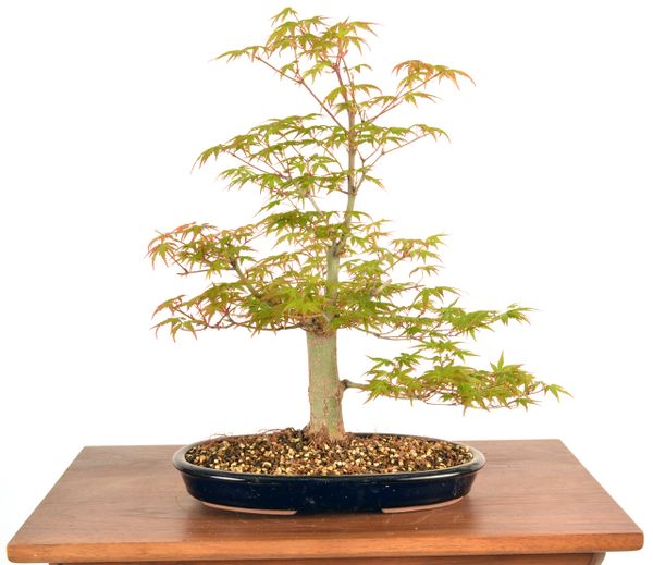 Japanese Maple 14" Tall Bonsai