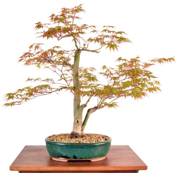 Japanese Maple 17" Tall Bonsai