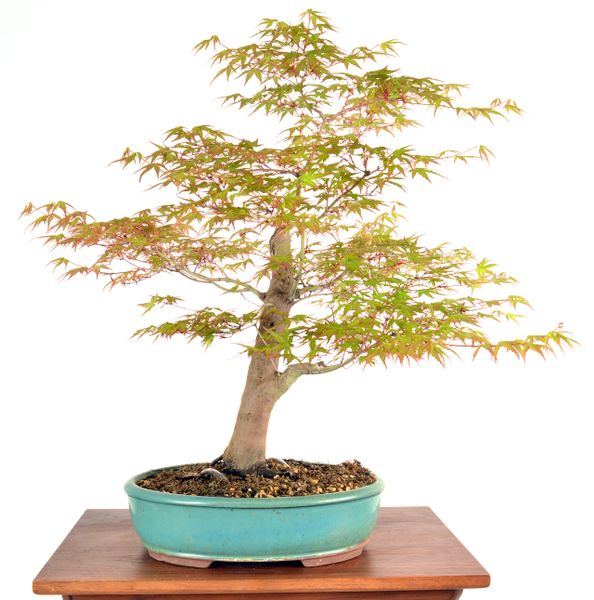 Japanese Maple 19" Tall Bonsai