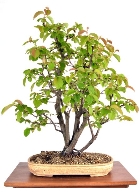 Japanese Quince 22 1/2" Tall Bonsai