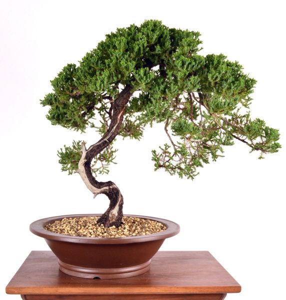 Procumbens Juniper 18" Tall Bonsai