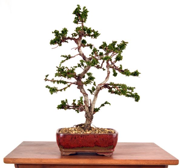 Seka Hinoki 14" Tall Bonsai