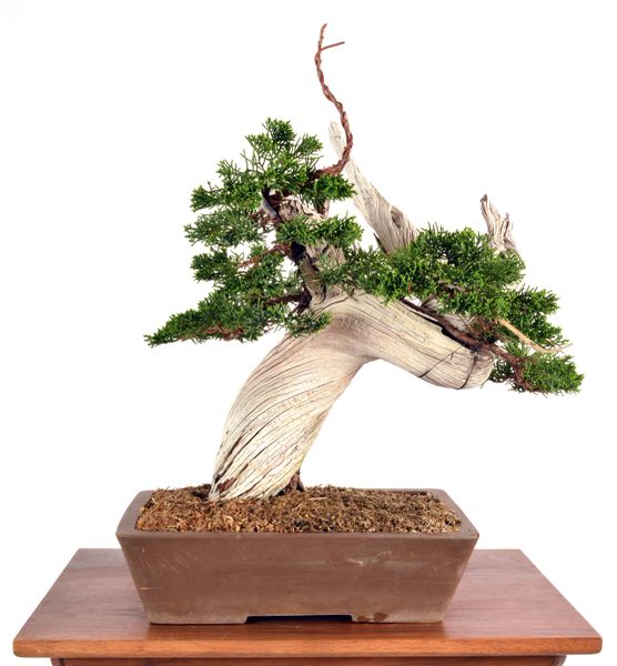 Shimpaku Juniper Tanuki 14" Tall Bonsai