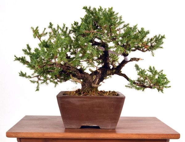 San Jose Juniper 10" Tall Bonsai