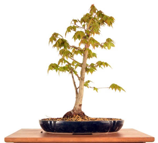 Trident Maple 16" Tall Bonsai