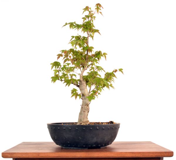 Trident Maple 15" Tall Bonsai