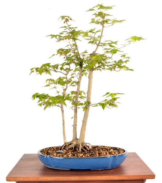 Trident Maple 19" Tall Bonsai