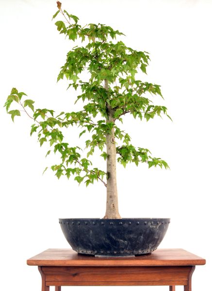 Trident Maple 25" Tall Bonsai