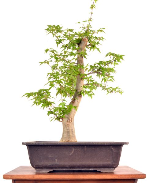 Trident Maple 24" Tall Bonsai