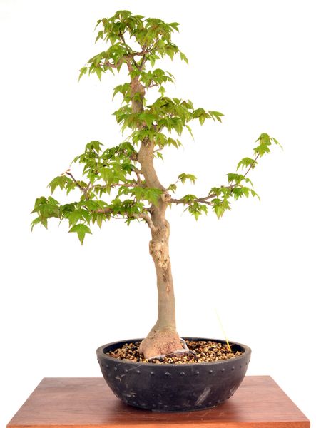 Trident Maple 24" Tall Bonsai