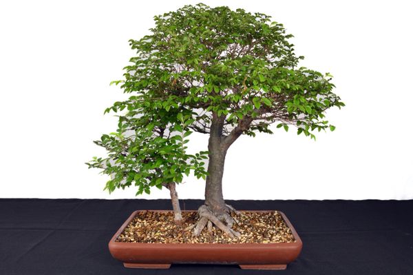 Chinese Elm Double Trunk 21" Tall Bonsai