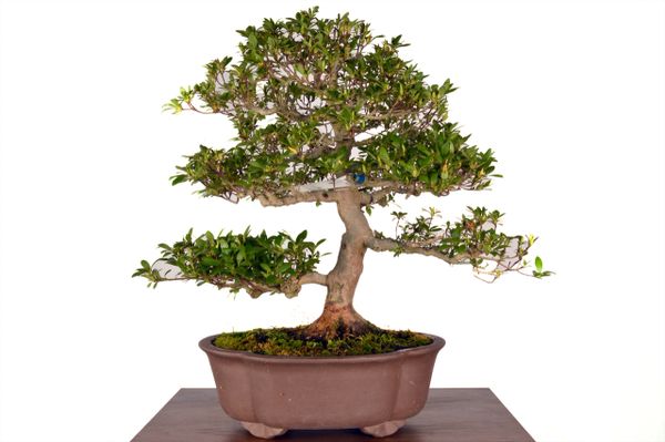 Satsuki Azalea 17" Tall Bonsai