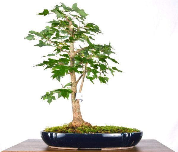 Trident Maple 11" Tall Bonsai