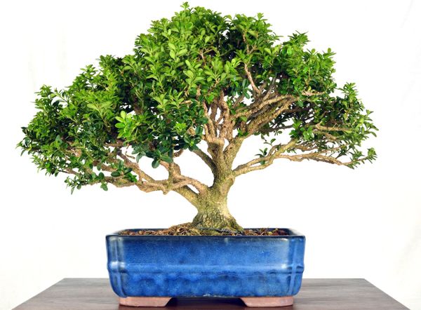 Morris Dwarf Boxwood 12" Tall Bonsai