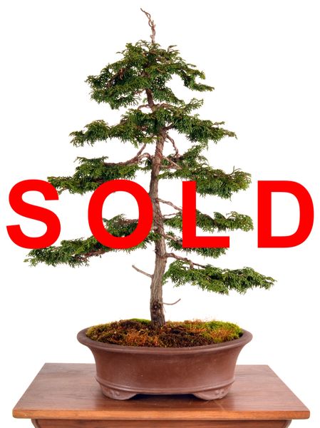 Hinoki Cypress 22" Tall Bonsai