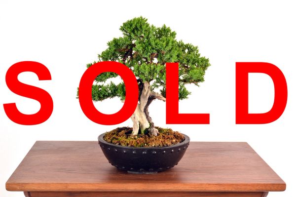 Procumbens Juniper 8 1/2" Tall Bonsai