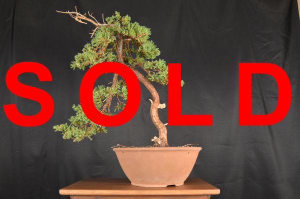 Procumbens Juniper 22" Tall Bonsai