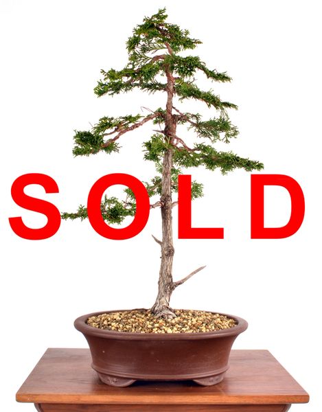 Hinoki Cypress 21" Tall Bonsai