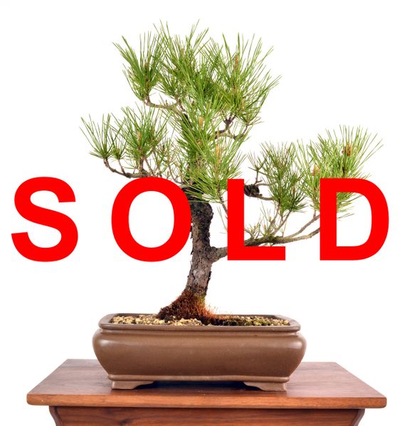 Black Pine 18" Tall Bonsai