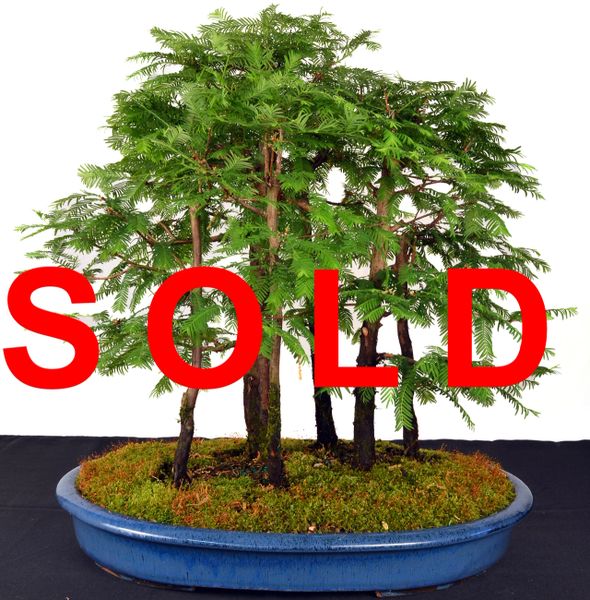 Dawn Redwood Forest 20" Tall Bonsai