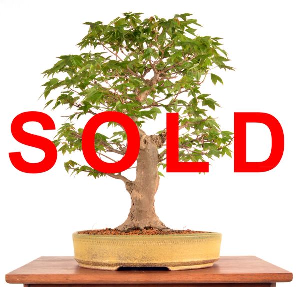 Trident Maple 15" Tall Bonsai