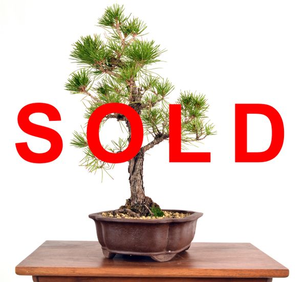 Black Pine 16" Tall Bonsai