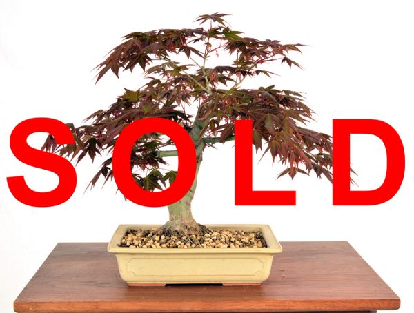 Japanese Maple 11" Tall Bonsai