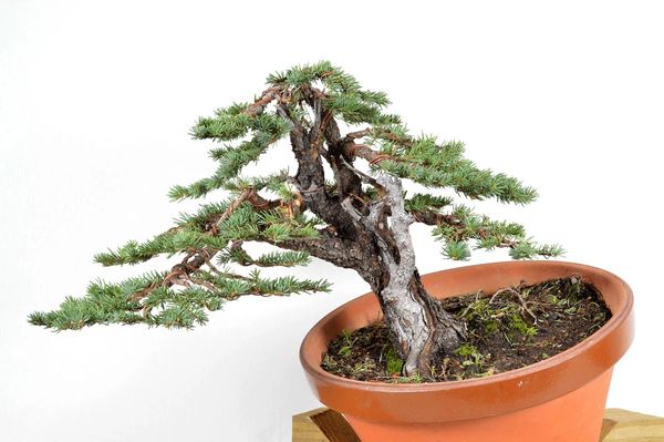 Colorado Blue Spruce Bonsai - Yamadori