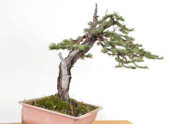 Colorado Blue Spruce Bonsai - Yamadori