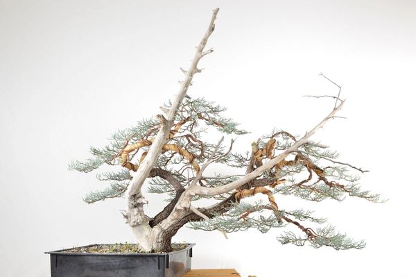 Alligator Juniper Bonsai - Yamadori