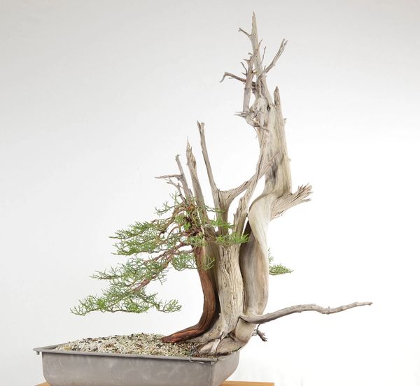 One Seed Juniper Bonsai - Yamadori