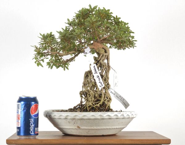 Satzuki Azalea (Exposed Root) 14" Tall Bonsai