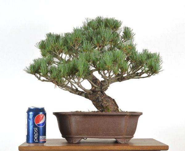 Japanese White Pine 15" Tall Bonsai