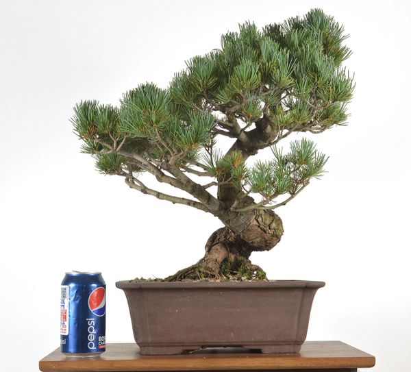 Japanese White Pine 17" Tall Bonsai