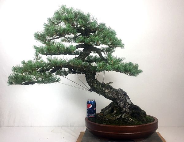 Japanese White Pine - 27" Tall Bonsai