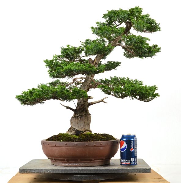 Hinoki Grafted on Arborvitae 21"