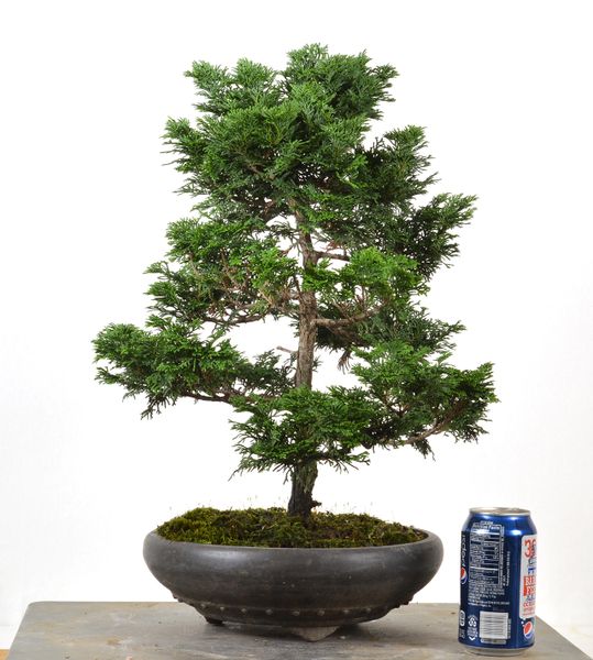 Hinoki Cypress 18"