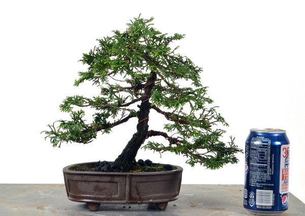 Hinoki Cypress 8"