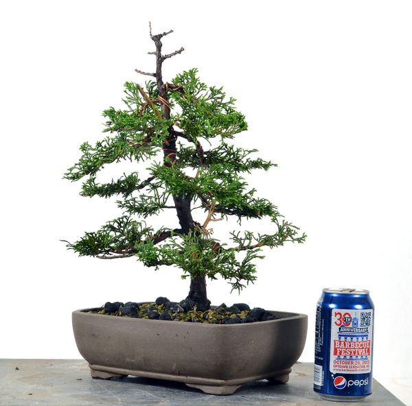 Hinoki Cypress 10"