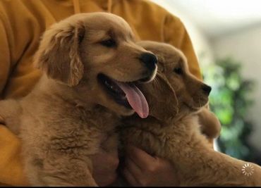 AKC Registered Golden Retriever Puppies