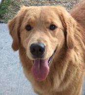 AKC Golden Retriever Puppies