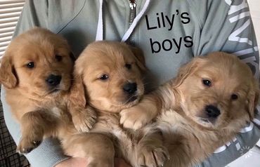 AKC Registered Golden Retriever Puppies