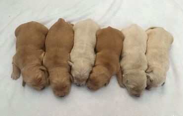 AKC Golden Retriever Puppies For Sale