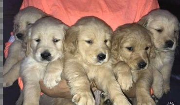 AKC Registered Golden Retriever Puppies