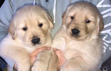 AKC Golden Retriever Puppies